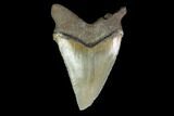 Serrated, Fossil Megalodon Tooth - North Carolina #130046-2